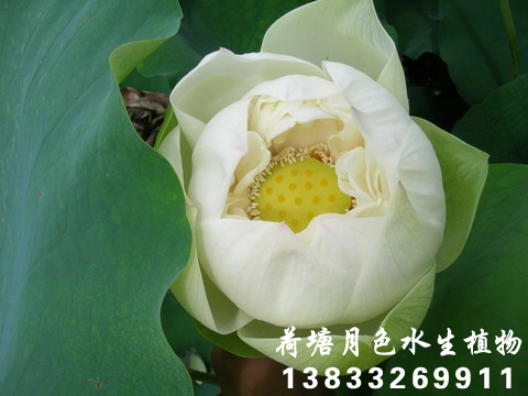 雪濤