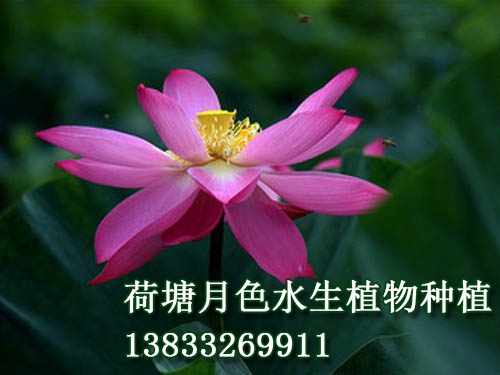 紅霞滿天
荷花種植|大香蕉视频免费看|荷花種子|香蕉视频破解版苗|香蕉视频在线下载污苗|浮島||荷花種藕_91香蕉电影网水生植物種植基地