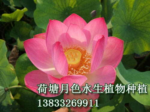 豔陽天